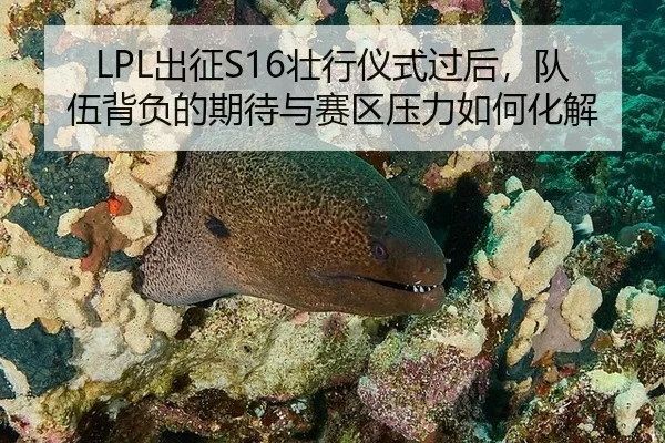 LPL出征S16壮行仪式过后，队伍背负的期待与赛区压力如何化解